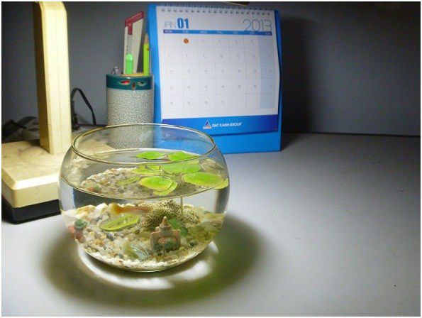Bạn có thể đặt bể cá trên bàn làm việc để tăng cảm hứng